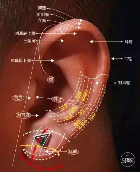 耳垂有線面相|从耳朵看面相｜5点耳朵形状及特征，一窥性格与运